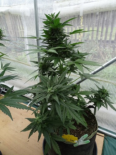 Growreport Bild 5