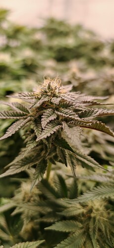 Growreport Bild 10