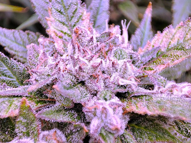 Growreport Bild 77