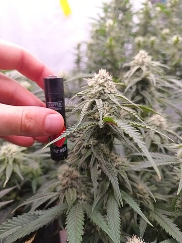 Growreport Bild 2