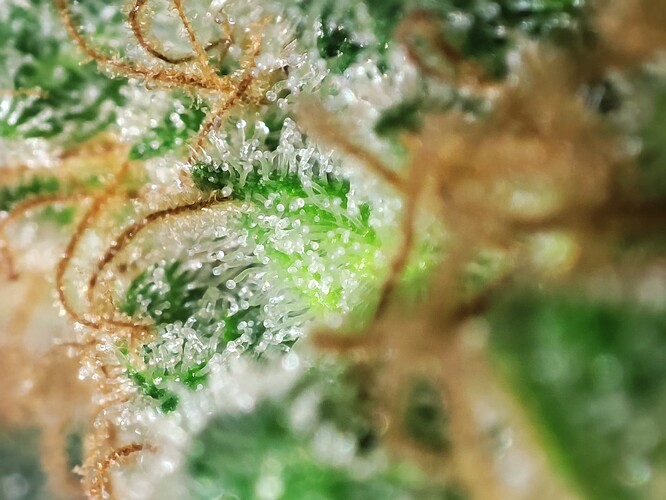 Growreport Bild 39