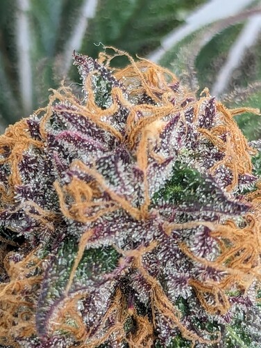 Growreport Bild 9