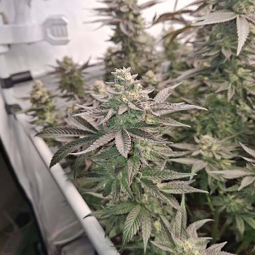 480607836_122169161942293599_8971080354912084764_n