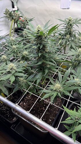 Growreport Bild 21