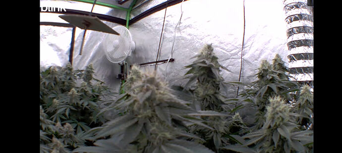 Growreport Bild 115