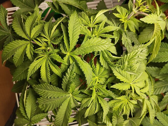 Growreport Bild 12