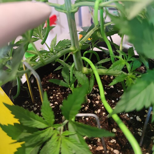 Growreport Bild 22