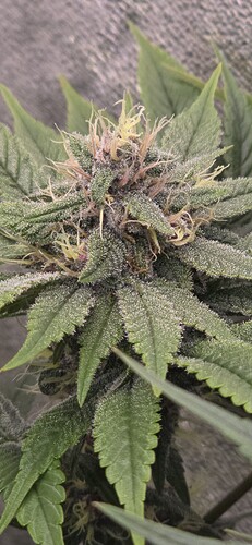 Growreport Bild 1