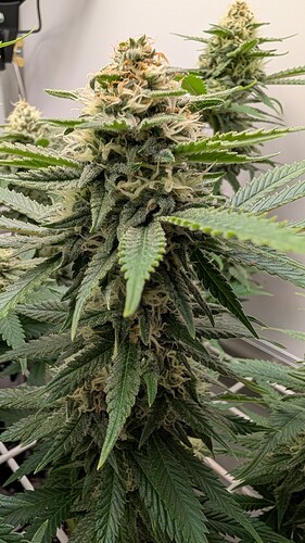 Growreport Bild 6