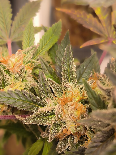 Growreport Bild 12