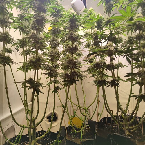 Growreport Bild 21