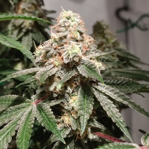 Growreport Bild 17