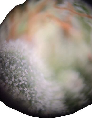 Growreport Bild 7