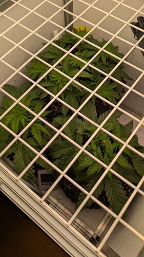 PXL_20250410_094345839.MP