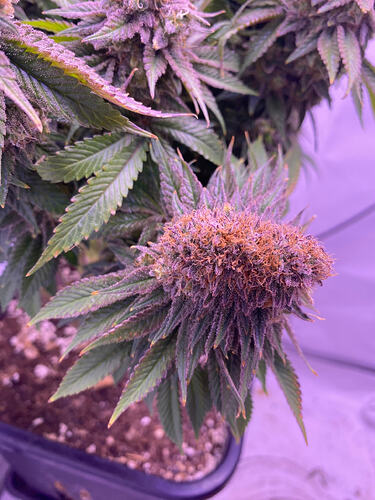Growreport Bild 13