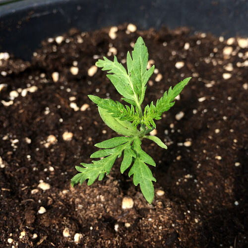 Grow26071910