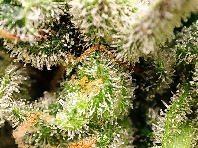 Growreport Bild 6