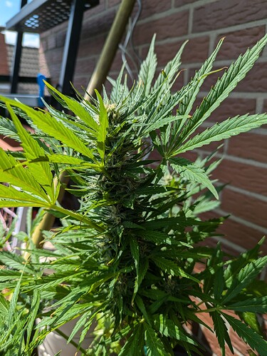 PXL_20240710_135014471