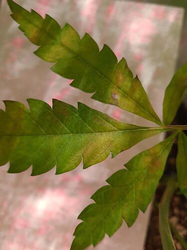 signal-2024-08-27-125255