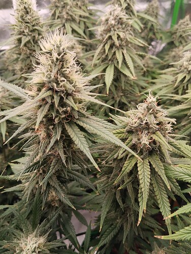 Growreport Bild 14