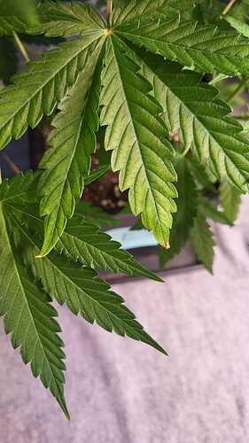 Growreport Bild 2