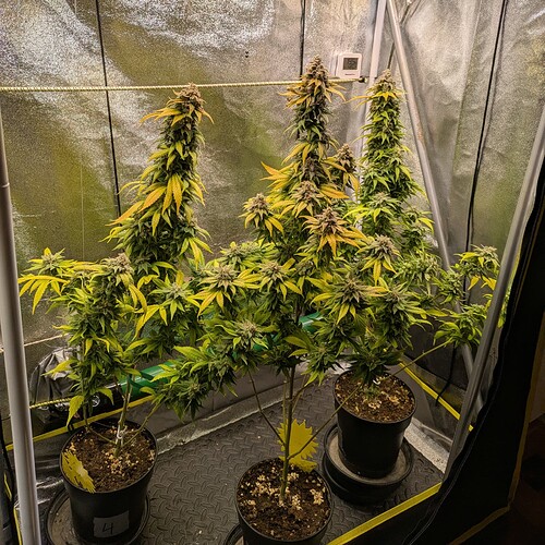 Growreport Bild 1