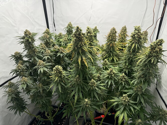 Growreport Bild 2