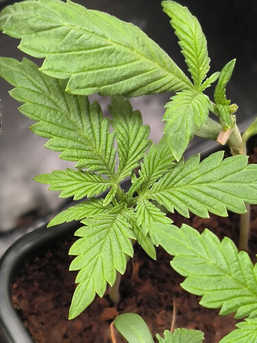 Growreport Bild 1