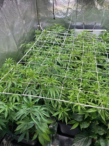 Growreport Bild 4