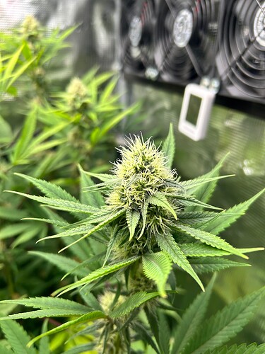 Growreport Bild 5