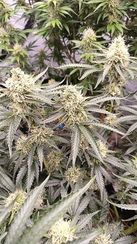 Growreport Bild 13