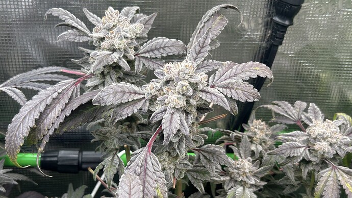 Growreport Bild 3