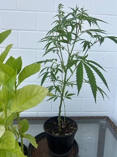 Growreport Bild 67