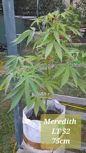 Growreport Bild 3
