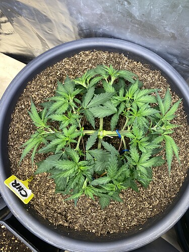 Growreport Bild 67