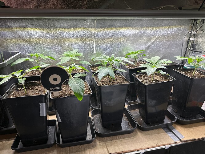 Growreport Bild 30