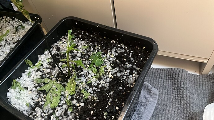 Growreport Bild 3