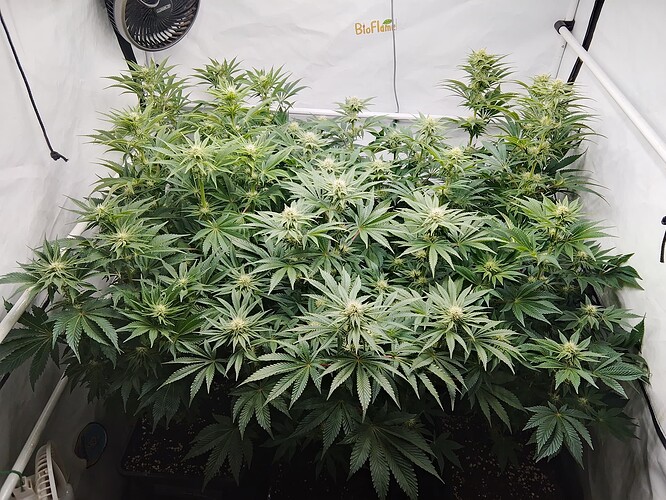 IMG_20251121_155239_HDR