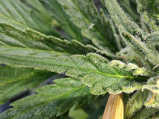 Growreport Bild 1