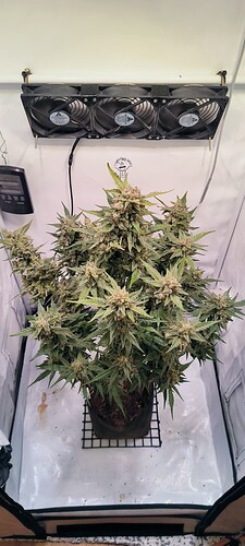 Growreport Bild 12