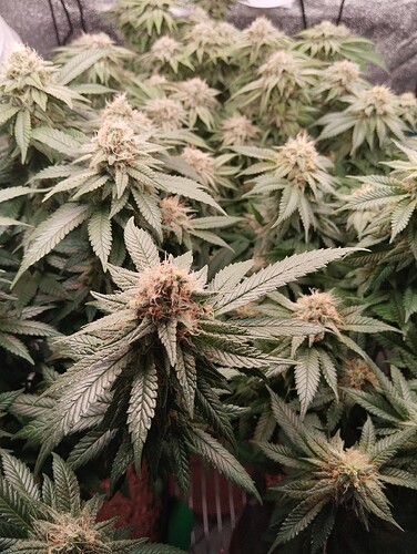 IMG_20250222_204904 - Kopie