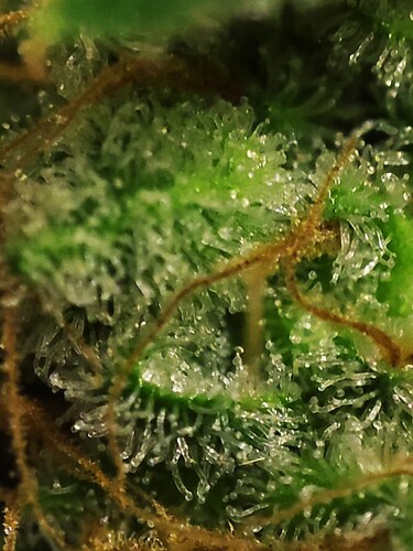 Growreport Bild 32