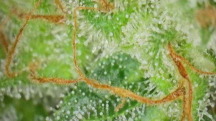 Growreport Bild 2