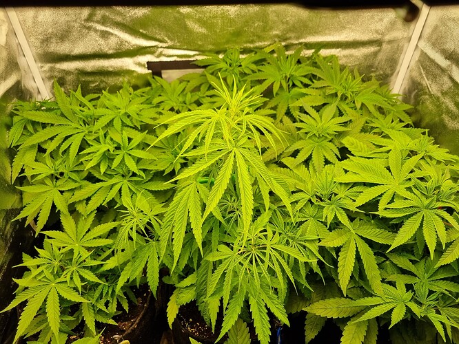 Mehrere junge Cannabispflanzen in einem Zelt, die sich im Wuchs befinden und dicht beieinander stehen.