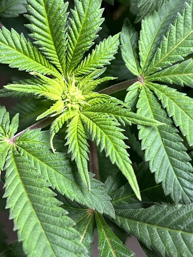 Growreport Bild 7