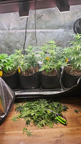 Growreport Bild 36