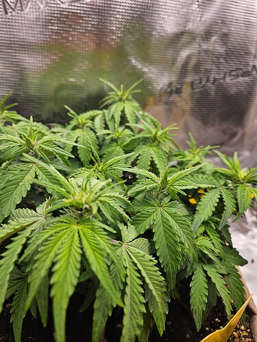 Growreport Bild 56