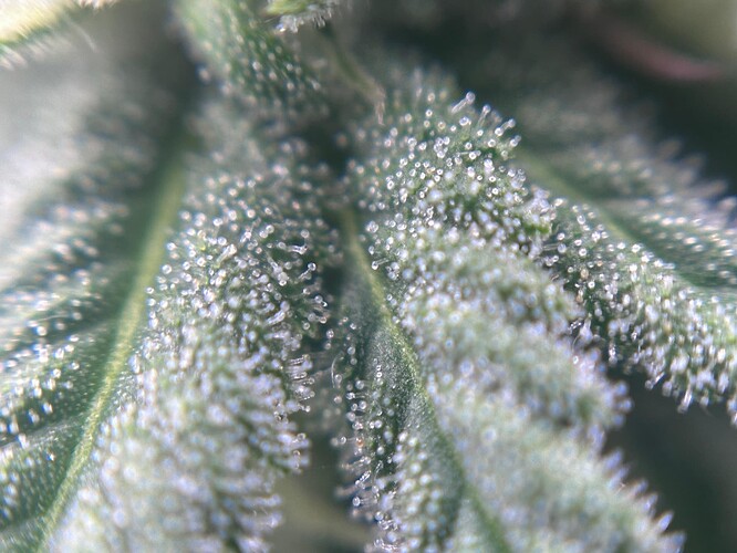 Growreport Bild 31