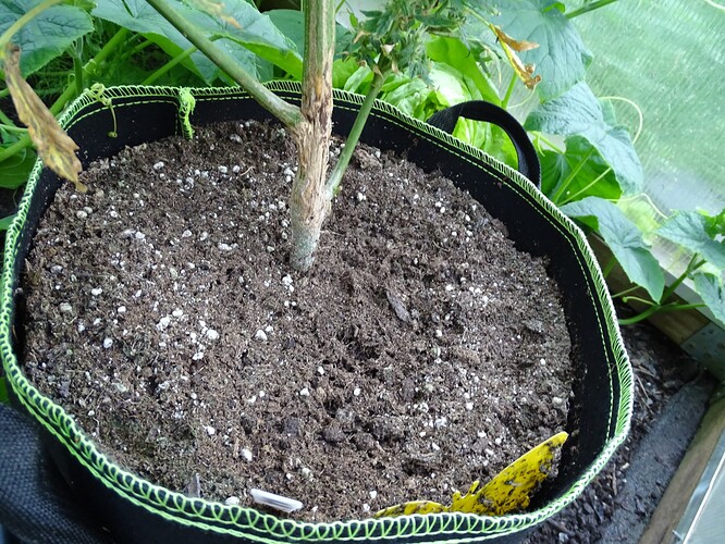 Growreport Bild 31