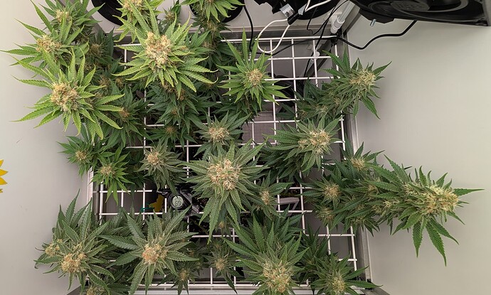 Growreport Bild 28